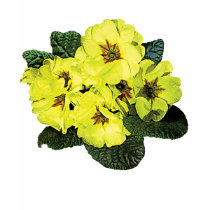 Light Yellow Primroses Ladies t-shirts by SusanSavad Light Yellow Primroses Ladies t-shirts