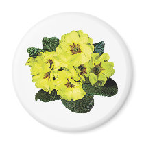 Light Yellow Primroses magnets