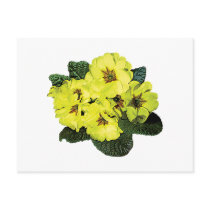 Light Yellow Primroses postcards