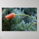 Lightly Frosted California Poppy Print