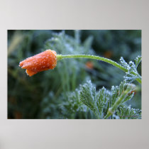 Lightly Frosted California Poppy Print