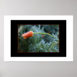Lightly Frosted California Poppy Print