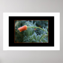 Lightly Frosted California Poppy Print