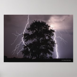 Lightning Strikes In The Sky Behind A Tree Poster