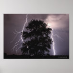 Lightning Strikes In The Sky Behind A Tree Poster