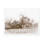 Lightning Strikes Postcard