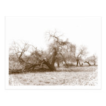 Lightning Strikes Postcard postcards