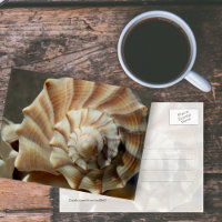 Lightning Whelk Shell Photography Postcard postcard