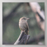 Lil' Bird Poster