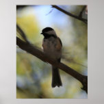 Lil' Bird Posters