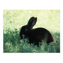 Lil Black Bunny Postcards