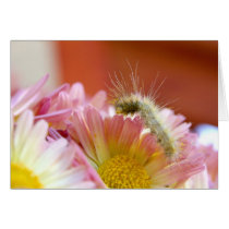 Lil' Caterpillar cards by lioneyes Lil' Caterpillar cards