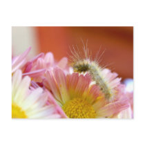 Lil' Caterpillar postcards