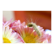 Lil' Caterpillar posters