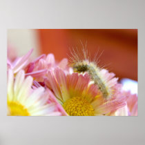 Lil' Caterpillar posters