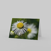 Li'l Daisies Card cards
