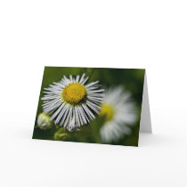 Li'l Daisies Card