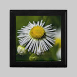 Li'l Daisy Gift Box gift boxes
