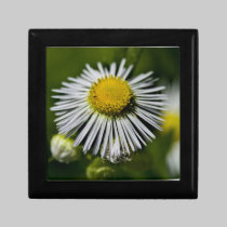 Li'l Daisy Gift Box gift boxes