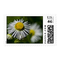 Li'l Daisy Postage Stamp
