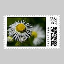 Li'l Daisy Postage Stamp stamps