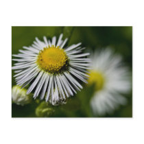 Li'l Daisy Postcard