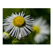Li'l Daisy Postcard