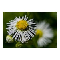 Li'l Daisy posters
