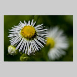Li'l Daisy posters
