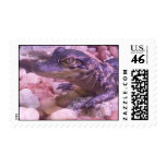 lil gator stamp stamps