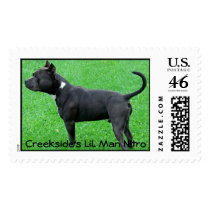 LIL MAN 10-16-05, Creekside's LiL Man Nitro postage by BIGBADSHEWOLF LIL MAN 10-16-05, Creekside's LiL Man Nitro postage