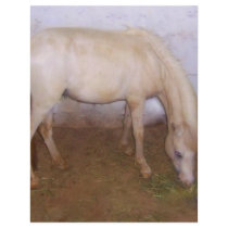 Lil Pony-2 Customized Letterhead