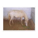 Lil Pony-2 Postcards