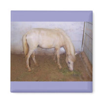 Lil Pony magnets by Animal_Anticipation Lil Pony magnets