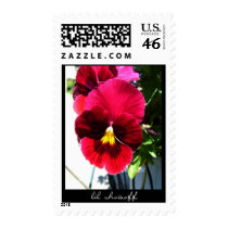 lil showoff postage