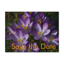 Lila Krokusse • Save the Date Postkarte postcards