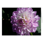 Lilac and white dahlia photo card Lilac and white dahlia photo card