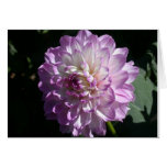 Lilac and white dahlia photo cards Lilac and white dahlia photo cards