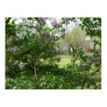 Lilac Beauty