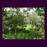 Lilac Beauty