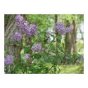 Lilac Beauty posters by Shadowchaser Lilac Beauty posters