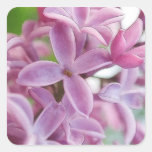 Lilac Bloom In Early Spring Sticker