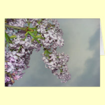 Lilac blossoms against the sky cards