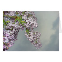 Lilac blossoms against the sky cards