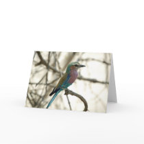 Lilac Breasted Roller cards