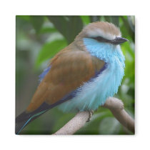 Lilac Breasted Roller Magnet