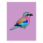 Lilac-breasted Roller Postcard