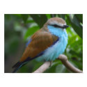 Lilac Breasted Roller Poster posters by SweetRascal Lilac Breasted Roller Poster posters