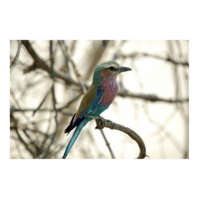 Lilac Breasted Roller Poster by pshaw_photo