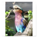 Lilac Breasted Roller posters